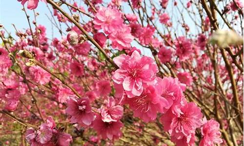 广州石马桃花公园门票多钱_广州石马桃花公园的桃花开了没有