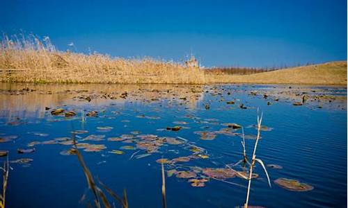 上海湿地公园简介_上海湿地公园有哪些景点