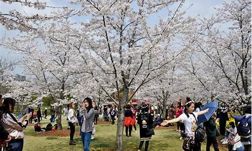 顾村公园樱花节人多吗,顾村公园樱花节老年人免票吗